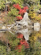 12th Oct 2021 - Fall Colours 