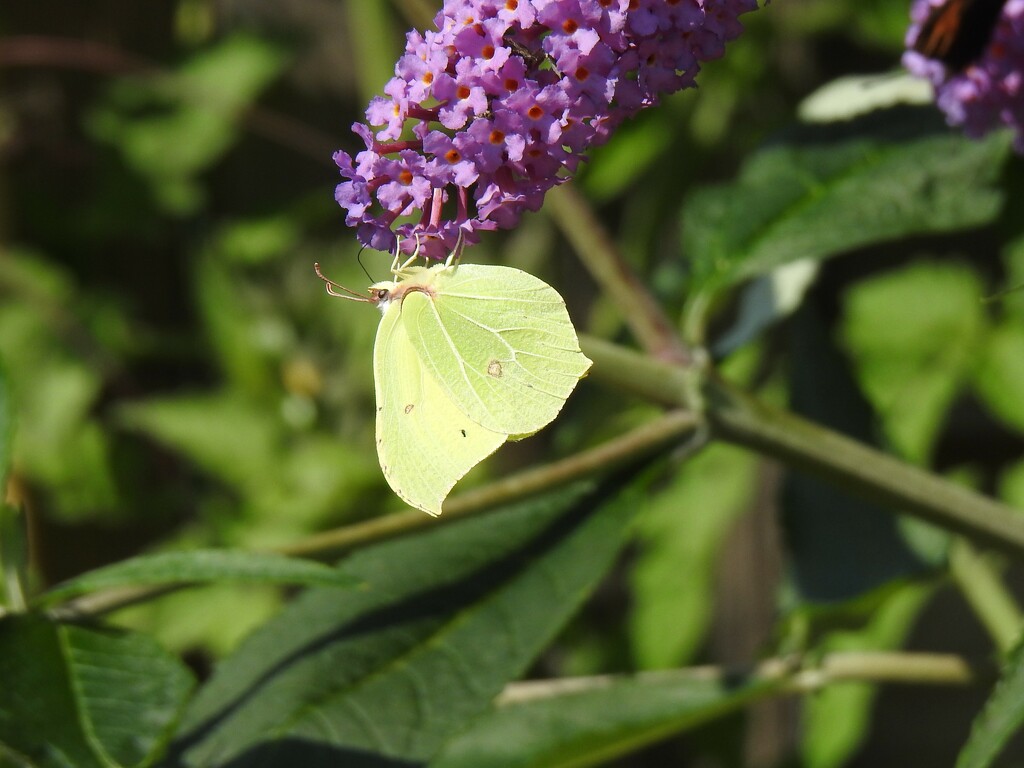  Brimstone Butterfly by susiemc