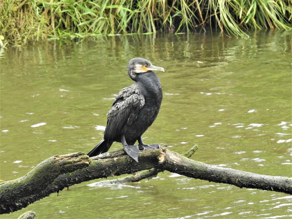  Cormorant .......... by susiemc