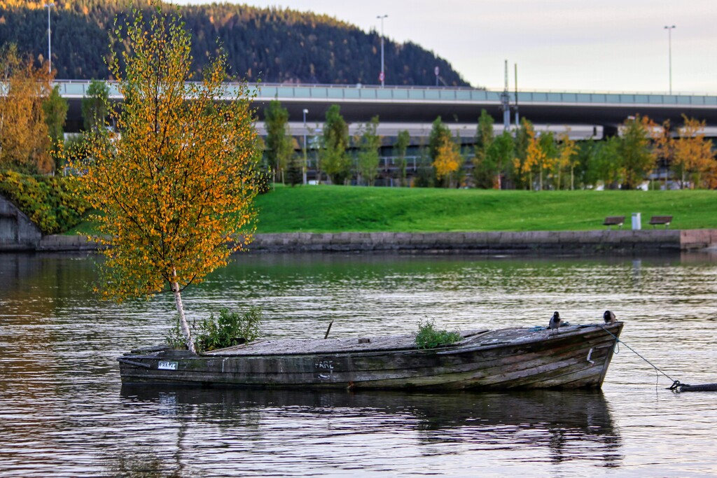 Birch in a boat by okvalle