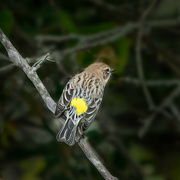 7th Oct 2021 - yellow-rumped warbler