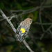 yellow-rumped warbler by jernst1779