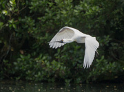 21st Sep 2021 - Spoonbills are back at western Spring park
