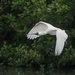 Spoonbills are back at western Spring park by creative_shots