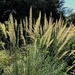 Pampas grass by dkellogg