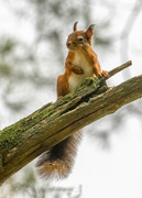 13th Oct 2021 - Red Squirrel 