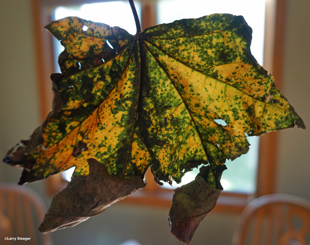 Leaf 2 by larrysphotos