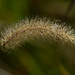 Giant foxtail barley  by rminer