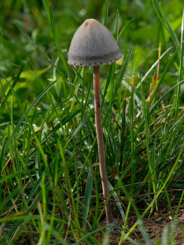 Brown hay mushroom by rminer
