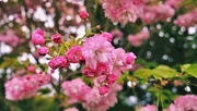 13th Oct 2021 - Blossom and Bokeh