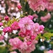 Blossom and Bokeh by maggiemae