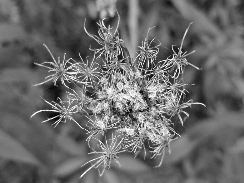 Queen Anne’s Lace seed head  by ljmanning