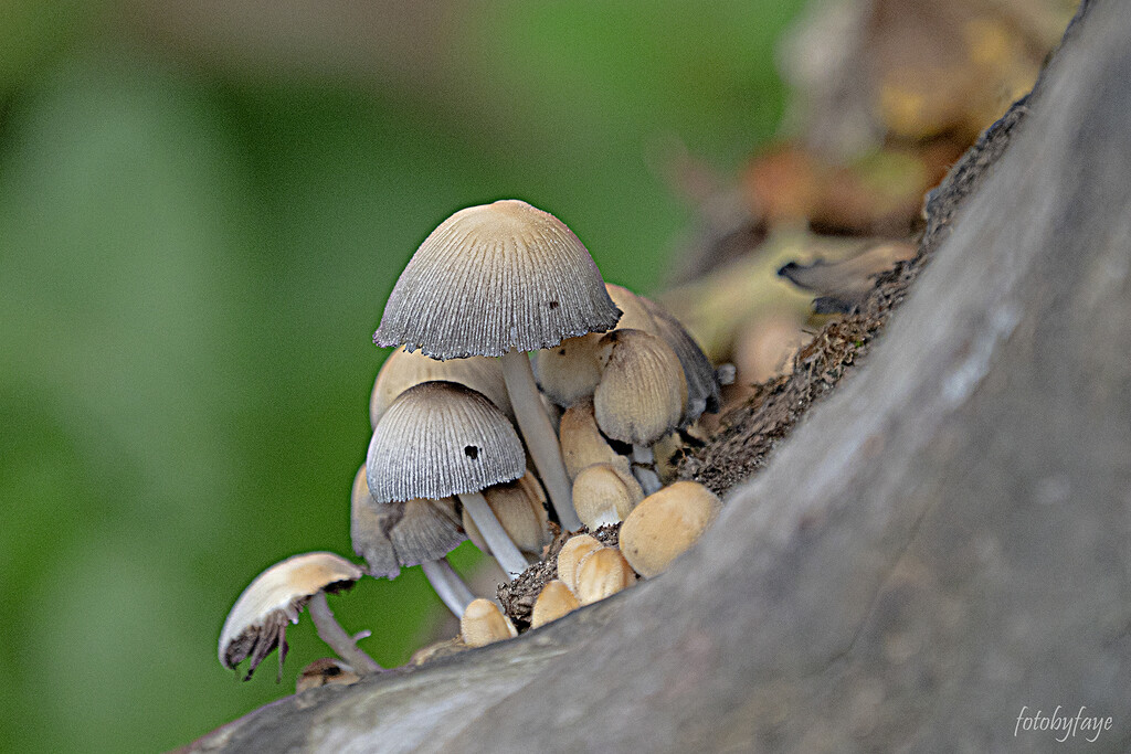 Mushrooms by fayefaye