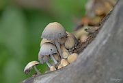 13th Oct 2021 - Mushrooms