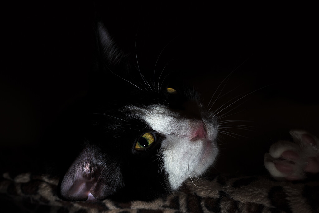 Sylvester in Darkness by swchappell