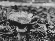13th Oct 2021 - Mushroom