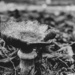 Mushroom by kwind