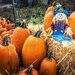 Pumpkins! by cdcook48