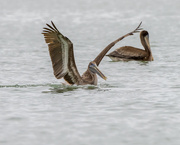 13th Oct 2021 - Pelicans-incoming 
