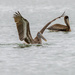 Pelicans-incoming  by nicoleweg