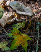 8th Oct 2021 - Large toad stool and leaf 
