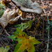 Large toad stool and leaf  by theredcamera