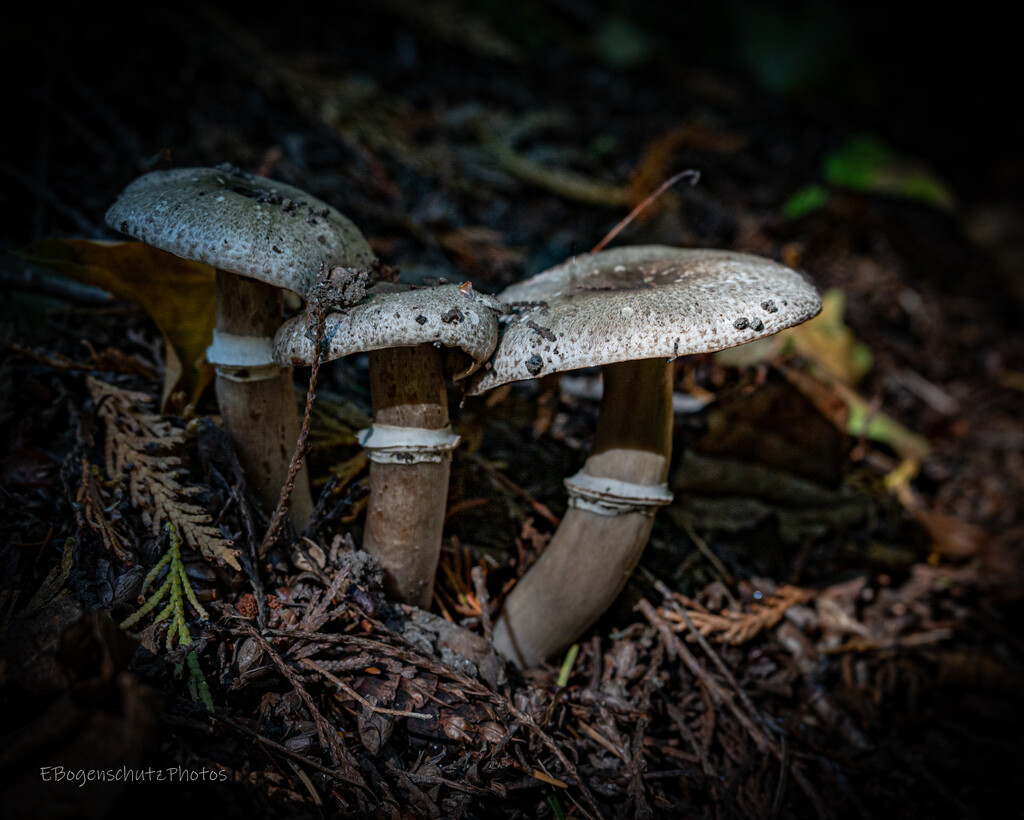 Mushroom on forest floor  by theredcamera