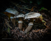 9th Oct 2021 - Mushroom on forest floor 