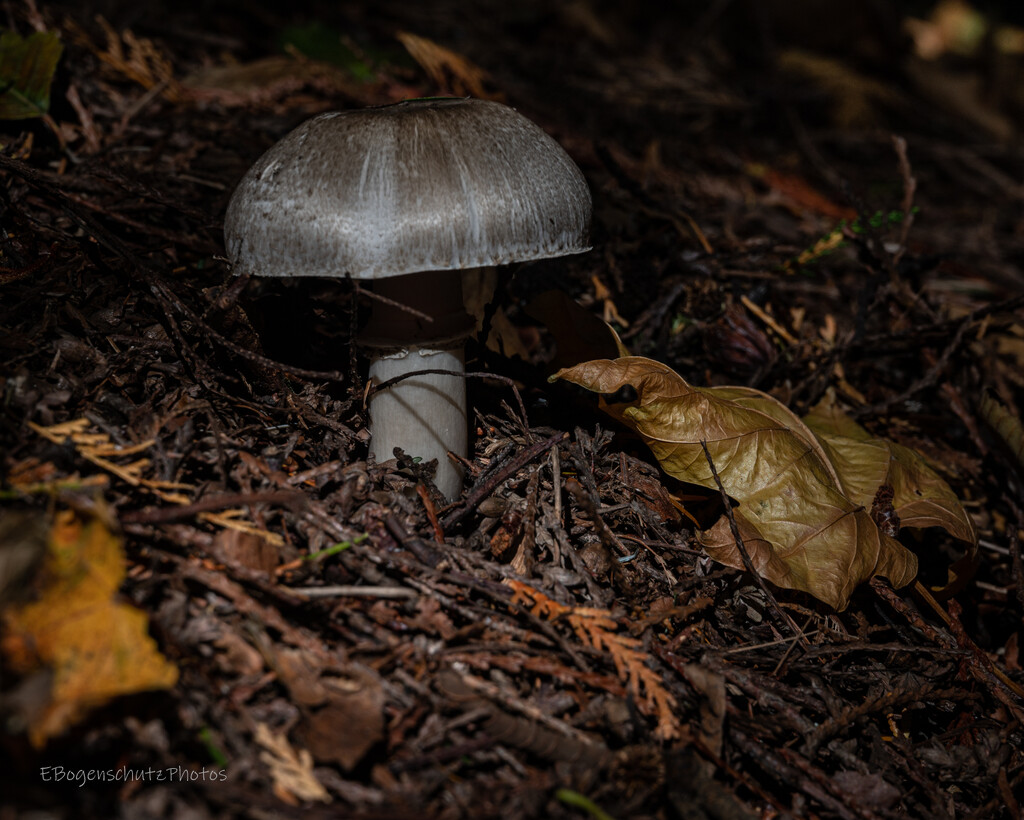 Cap mushroom by theredcamera