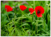 14th Oct 2021 - Soldier Poppies..