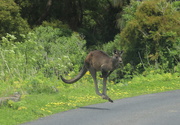 14th Oct 2021 - Give way to kangaroos.....