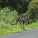 Give way to kangaroos..... by gilbertwood