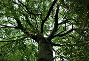14th Oct 2021 - Beech tree.