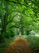 16th Oct 2021 - Ashdown House Woods