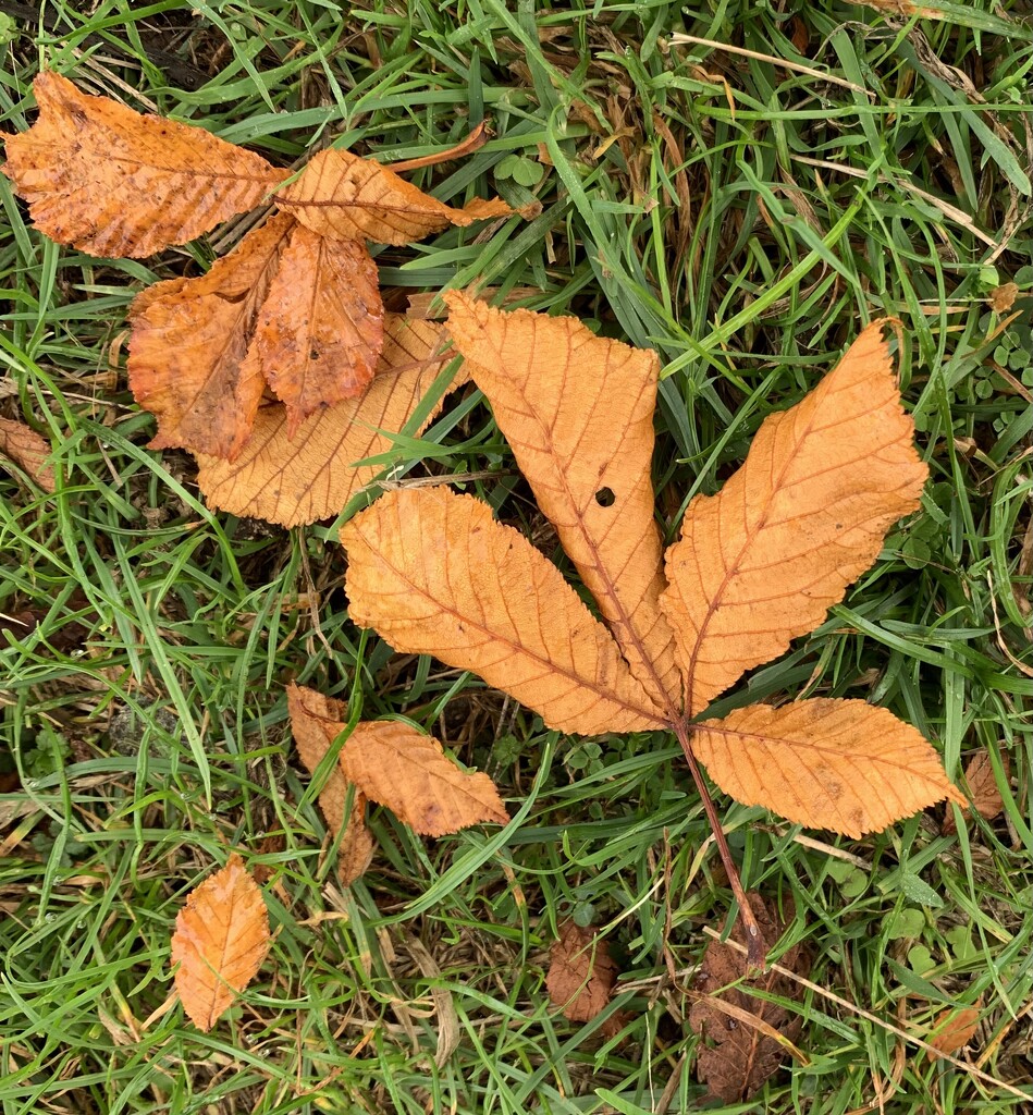 Fallen leaves by pamknowler