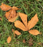 14th Oct 2021 - Fallen leaves