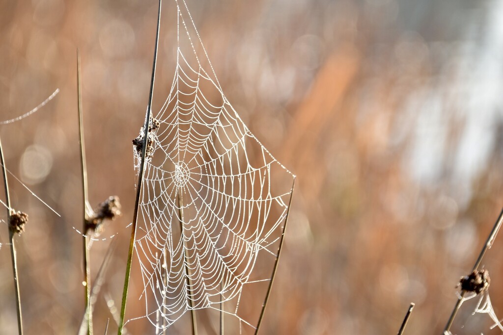 Web in the park by wakelys