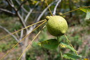 10th Oct 2021 - Black Walnuts