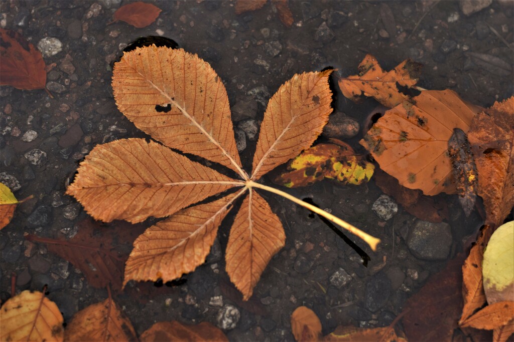leaf in puddle by christophercox