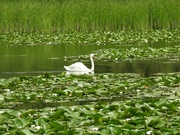 1st Jul 2021 -  Swan among the Lilies 