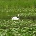  Swan among the Lilies  by susiemc