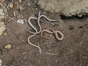 25th Aug 2021 -  Slow Worms