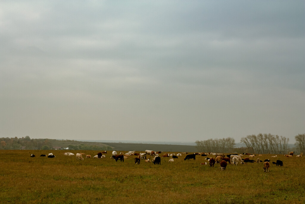 A field of cows by daryavr
