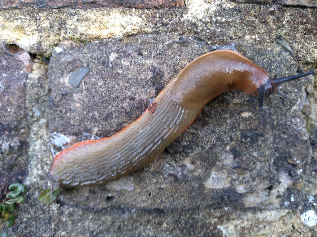 A VERY large Slug by moirab