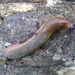 A VERY large Slug by moirab