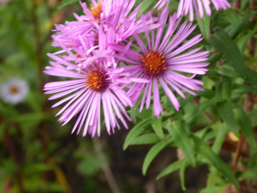 Michaelmas daisy - so many different colours by snowy
