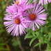 Michaelmas daisy - so many different colours by snowy