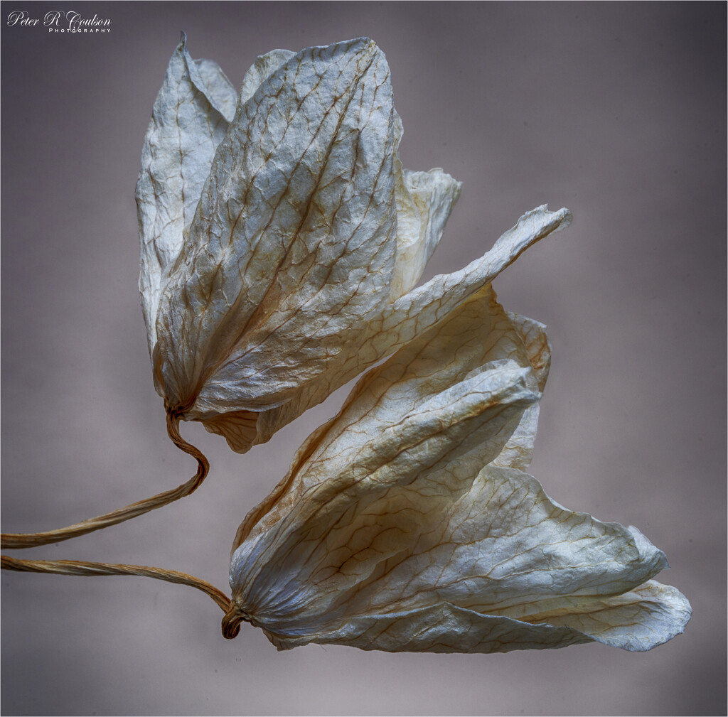Dried Orchid Flowers by pcoulson