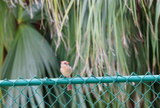 13th Oct 2021 - The Female Cardinal 