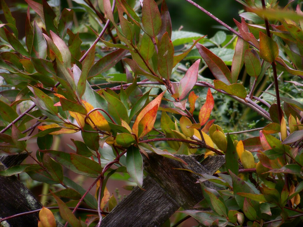 Carolina wild jasmine vine showing a bit of color... by marlboromaam